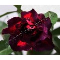 Семена Adenium Obesum Desert rose QUATRO DARK LORD