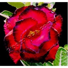Семена Адениум Тучный TRIPLE AMAZING ROSE