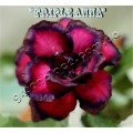 Семена Адениум (Adenium) Obesum TRIPLE ANNA