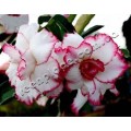 Семена Адениум (Adenium) Obesum TRIPLE BE MINE