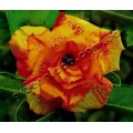 Семена Adenium Obesum Desert rose TRIPLE BRIGHT OF YELLOW
