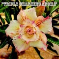 Семена Адениум (Adenium) Obesum TRIPLE CHARMING AROMA