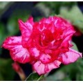 Семена Adenium Obesum Desert rose TRIPLE ILLUSION