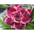 Семена Адениум (Adenium) Obesum TRIPLE KING FABULOUS