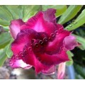 Семена Adenium Obesum Desert rose TRIPLE KING PURPLE