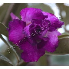 Семена Адениум Тучный TRIPLE ROYAL PURPLE