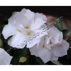 Семена Адениум Тучный TRIPLE WHITE FRAGRANT