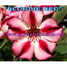 Семена Адениум Тучный BLONDIE RED