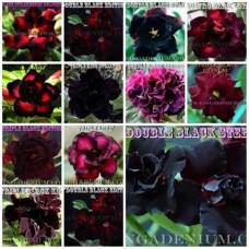 Семена Адениум Тучный DOUBLE-TRIPLE FLOWERS MIX 5