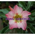 Семена Адениум (Adenium) Obesum FANTASTIC