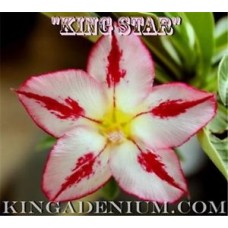 Семена Адениум Тучный KING STAR