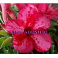 Семена Адениум (Adenium) Obesum PINK DALMATIAN