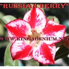 Семена Адениум Тучный RUSSIAN BERRY