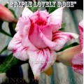 Семена Адениум (Adenium) Obesum TRIPLE LOVELY ROSE