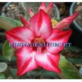 Семена Адениум (Adenium) Obesum TYCOON