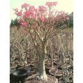 Семена Адениум (Adenium) Somalense MIXED COLOURS