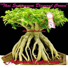 Семена Адениум Thai Socotranum DIAMOND CROWN