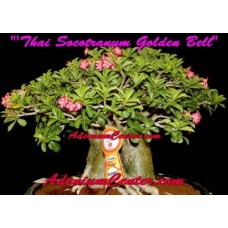 Семена Адениум Thai Socotranum GOLDEN BELL