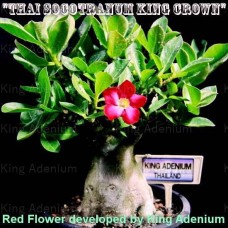 Семена Адениум Thai Socotranum KING CROWN