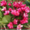 Семена Плюмерии (Plumeria) Rubra LOVE SPEAK