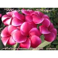 Семена Плюмерии (Plumeria) Rubra MAGENTA SHINE