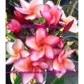 Семена Плюмерии (Plumeria) Rubra MOON BOW