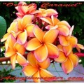 Семена Плюмерии (Plumeria) Rubra ORANGE CARAMEL