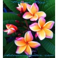 Семена Плюмерии (Plumeria) Rubra ORANGE PIZZ