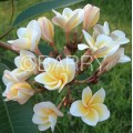 Семена Плюмерии (Plumeria) DWARF YELLOW