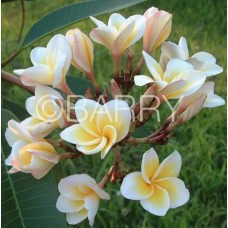 Семена Плюмерии (Plumeria) DWARF YELLOW
