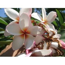 Семена Плюмерии (Plumeria) ORANGE WHITE