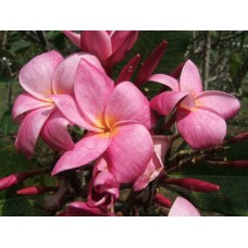 Семена Плюмерии (Plumeria) ORCHID PEACH