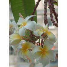 Семена Плюмерии (Plumeria) PENDULOUS WHITE