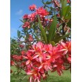 Семена Плюмерии (Plumeria) RUBRA KAKUA WILDER