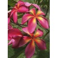Семена Плюмерии (Plumeria) STARBURST