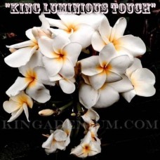 Семена Плюмерии Рубра KING LUMINOUS TOUCH