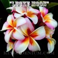 Семена Плюмерии (Plumeria) Rubra LUCKY MOON