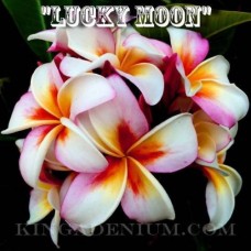 Семена Плюмерии Рубра LUCKY MOON