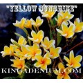 Семена Плюмерии (Plumeria) Rubra YELLOW SUNSHINE