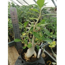 Растение Адениум Thai Socotranum GOLDEN CROWN