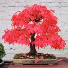 Семена Acer Palmatum Atropurpureum (Клён Дланевидный)