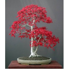 Насіння Acer Palmatum (Японський Клен)