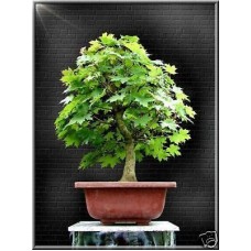 Насіння Acer Platanoides (Клен Гостролистий)