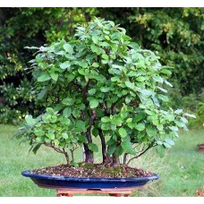Семена Alnus Glutinosa (Ольха Черная)