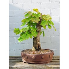 Семена American Sycamore