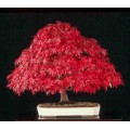 Семена Amur Maple (Acer ginnala - Клён приречный)