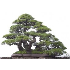 Семена Australian Pine (Австралийская Сосна)