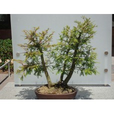 Семена Bald Cypress (Лысый Кипарис)