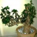 Семена Baobab (Баобаб)
