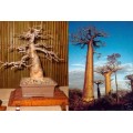 Семена Baobab (Баобаб)